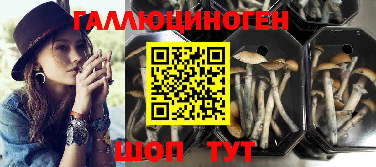 Псилоцибиновые грибы GOLDEN TEACHER Ростов-на-Дону